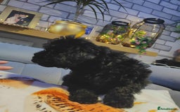 Shihpoo dogs for sale: Standard poodle x shihpoo - Image 13
