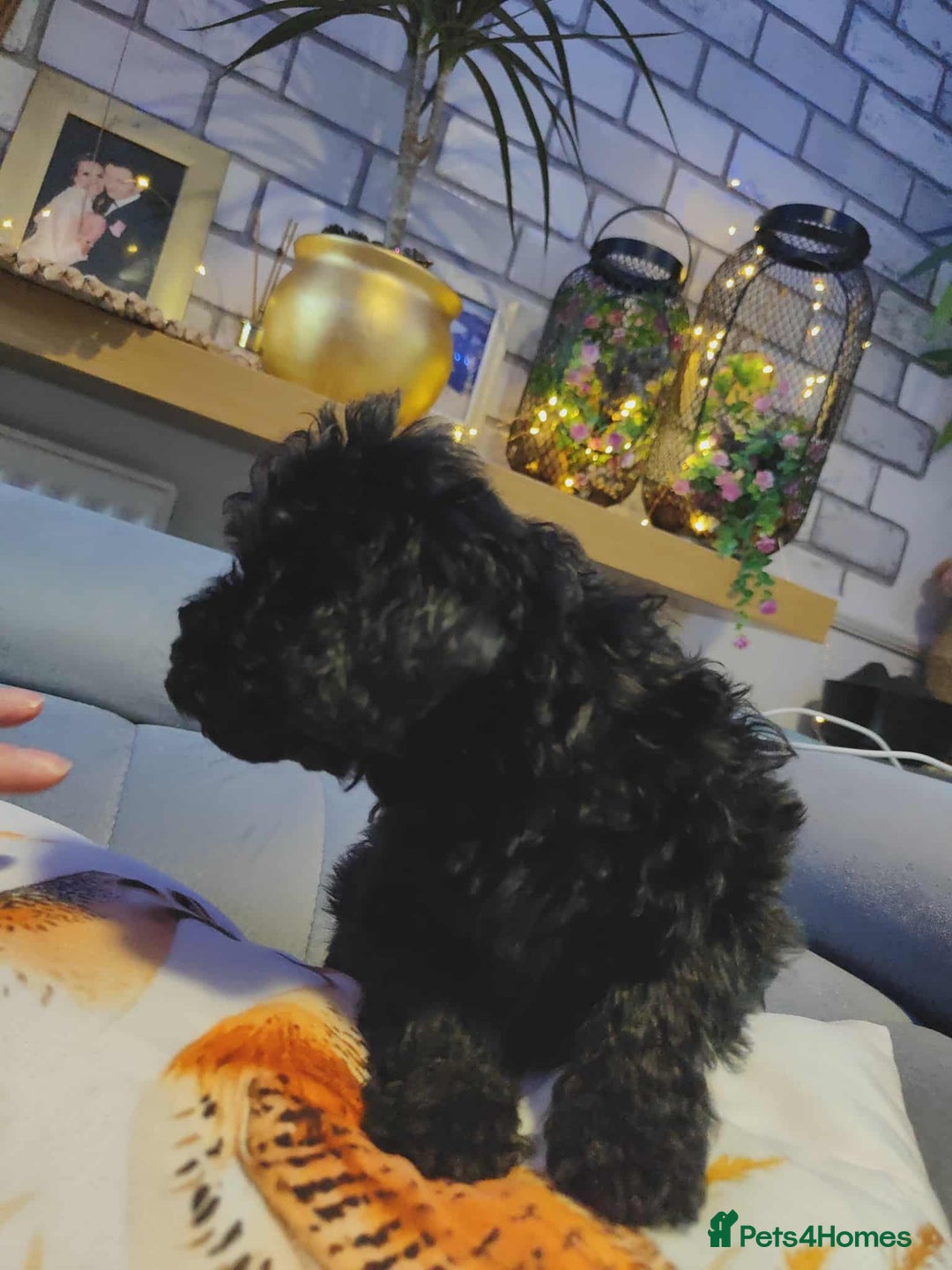 Shihpoo dogs for sale: Standard poodle x shihpoo - Image 13