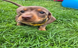 Miniature Dachshund dogs for sale: Miniature sausages Kc reg  in Wigan - Image 5