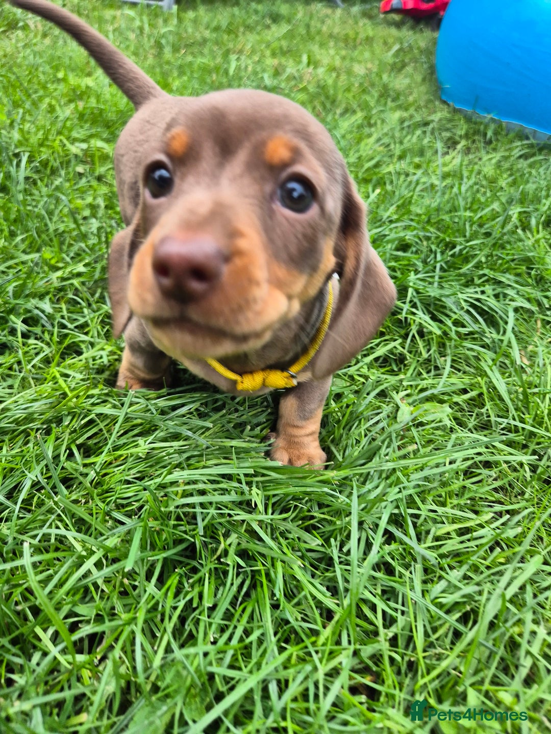 Miniature Dachshund dogs for sale: Miniature sausages Kc reg  in Wigan - Image 5