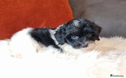 Cockapoo dogs for sale: Best Friend Sofa Companions 🥰 Fully vaccinated  - Image 13
