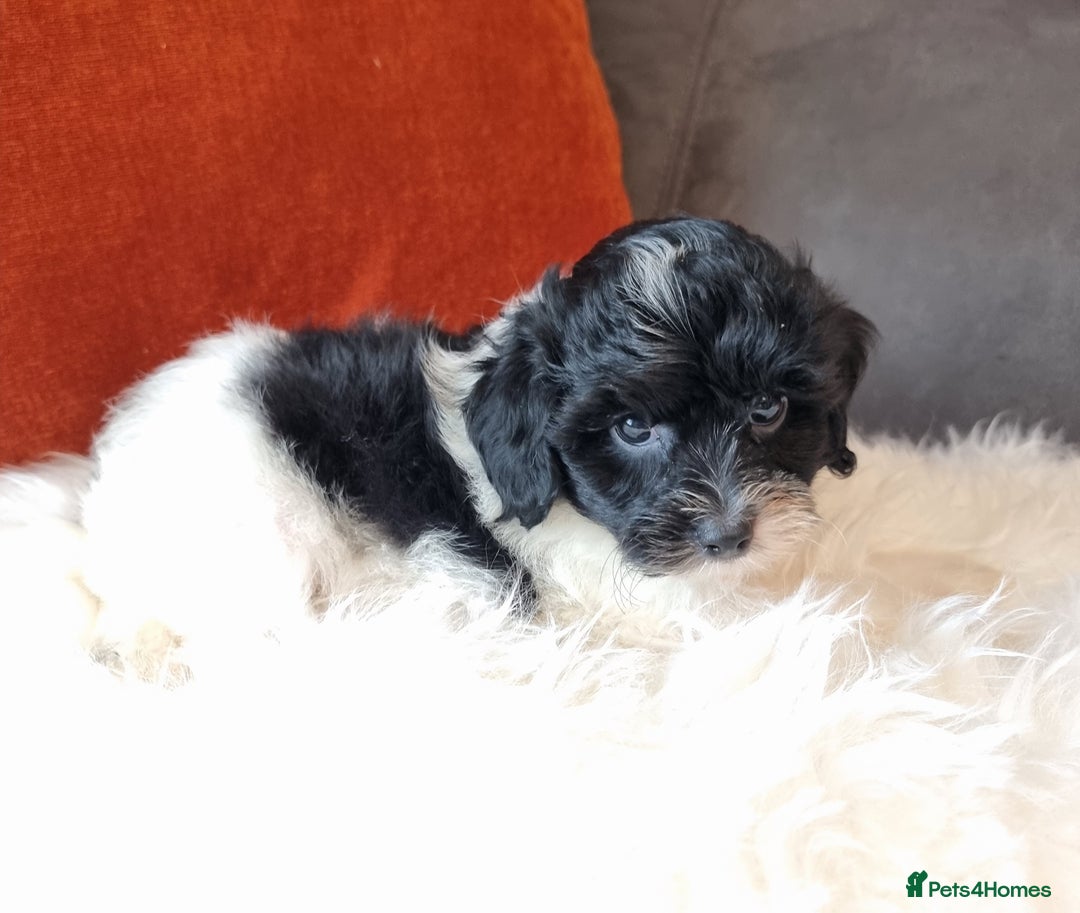 Cockapoo dogs for sale: Best Friend Sofa Companions 🥰 Fully vaccinated  - Image 13
