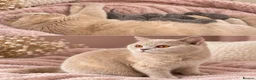 British Shorthair cats for sale: 🐾 Beautiful British Shorthair Kittens 🐾 - Advert 1
