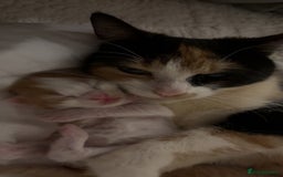 Maine Coon cats for sale: Maine coon mix kittens  - Image 1