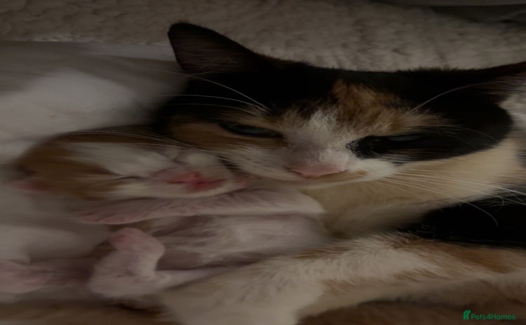 Maine Coon cats - Advert 1