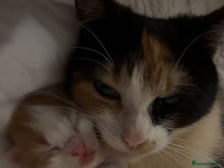 Maine Coon cats Maine coon mix kittens - Advert 10