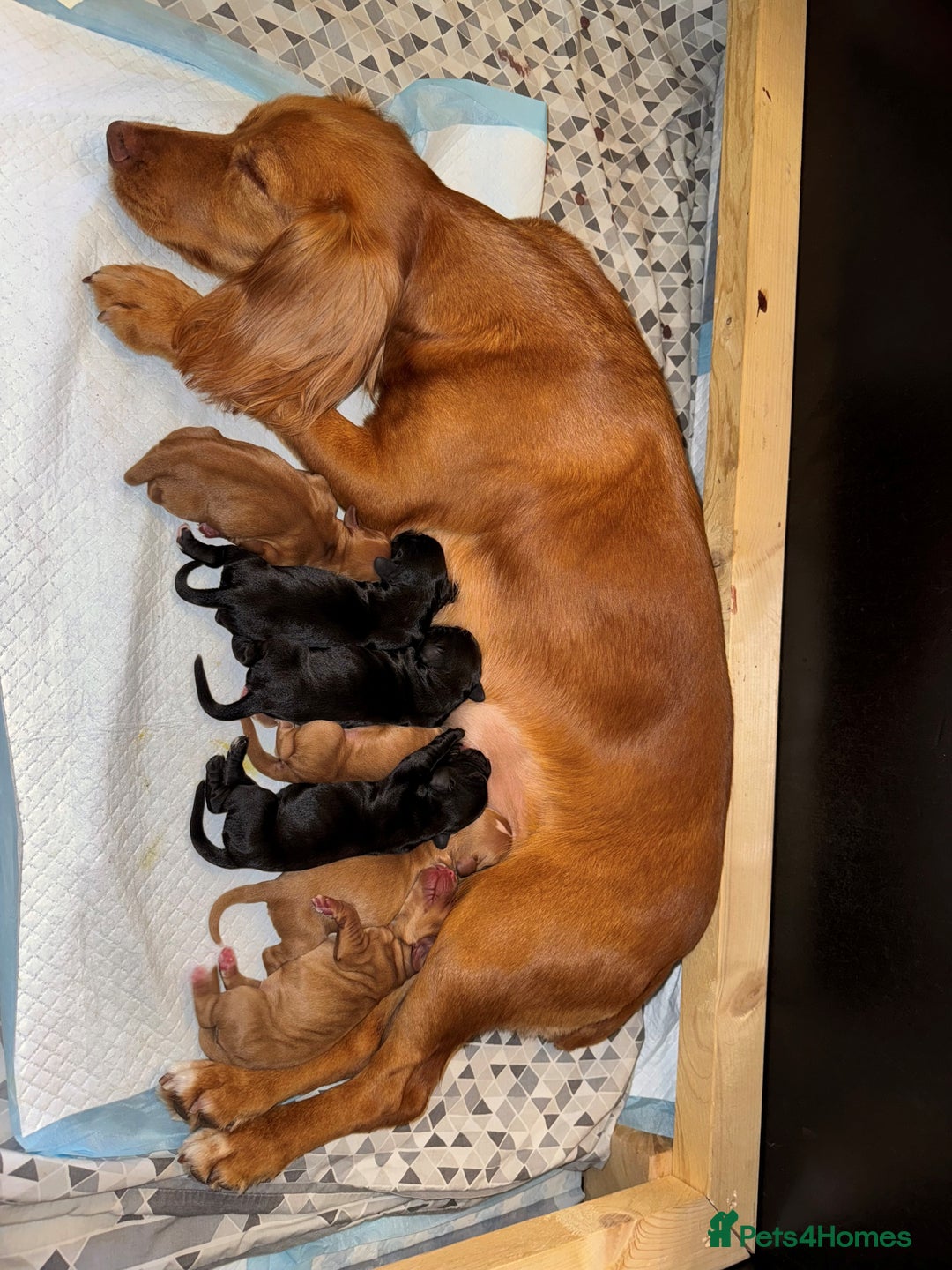 Cocker Spaniel dogs for sale: Working cocker spaniel puppies - Image 5
