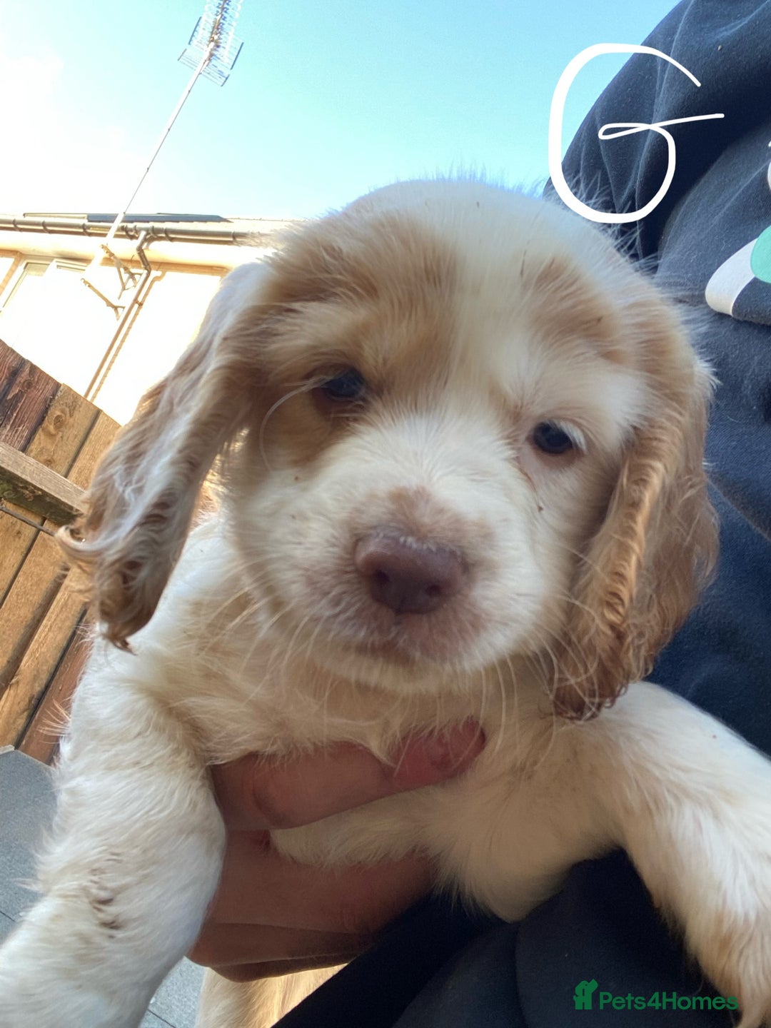 Cocker Spaniel dogs for sale: Purebred cocker spaniel pups in Buckingham - Image 7