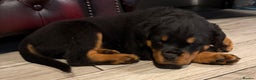 Rottweiler dogs for stud: KC ROTTWEILER FOR STUD  - Advert 3