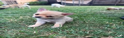 Chihuahua dogs for sale: 🌸Beautiful Chihuahua Puppies 🌸 - Advert 11