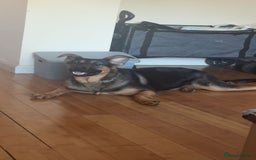 Mixed Breed dogs for sale: Playful puppy needing loving home - Image 3