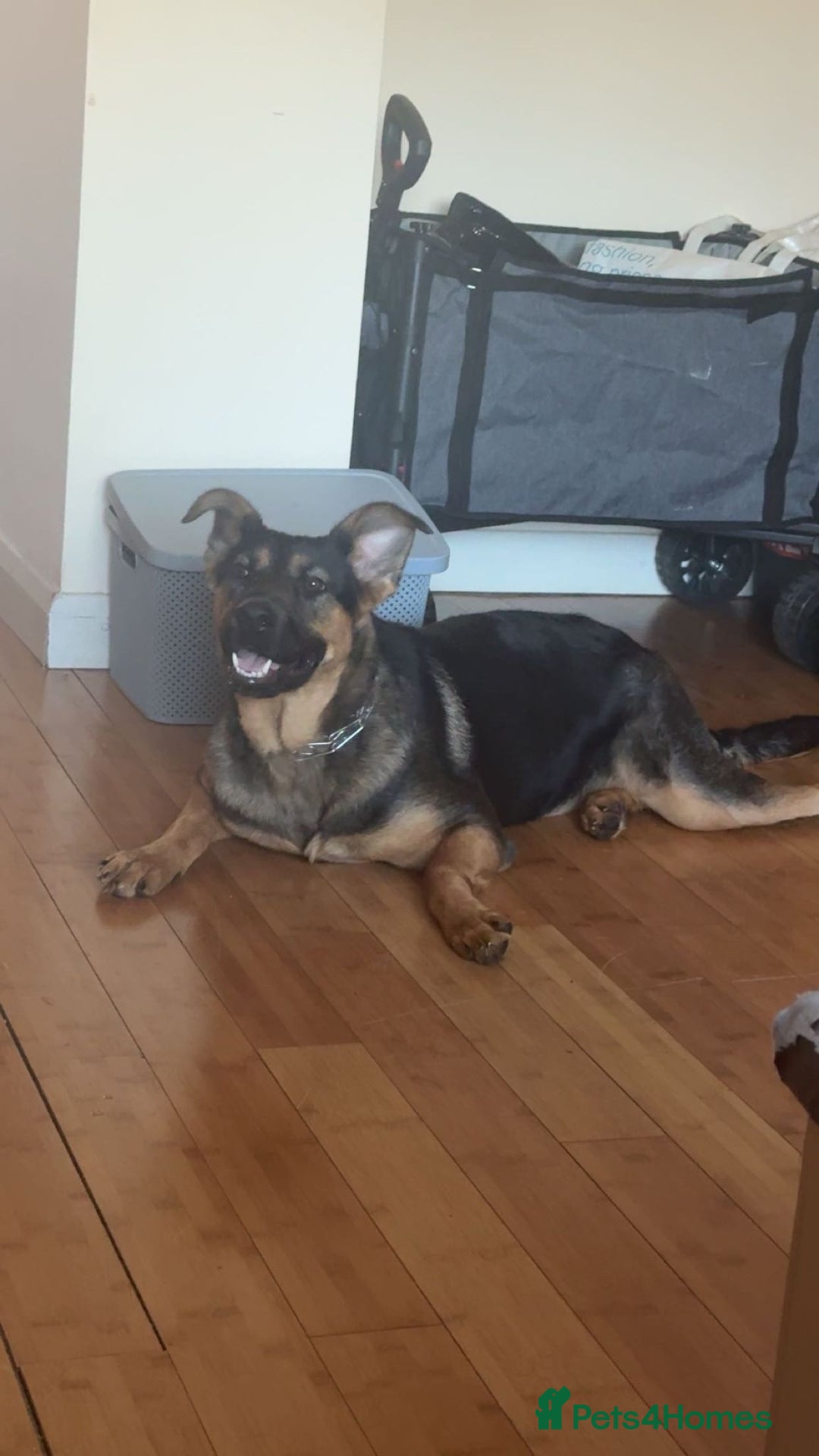 Mixed Breed dogs for sale: Playful puppy needing loving home - Image 3
