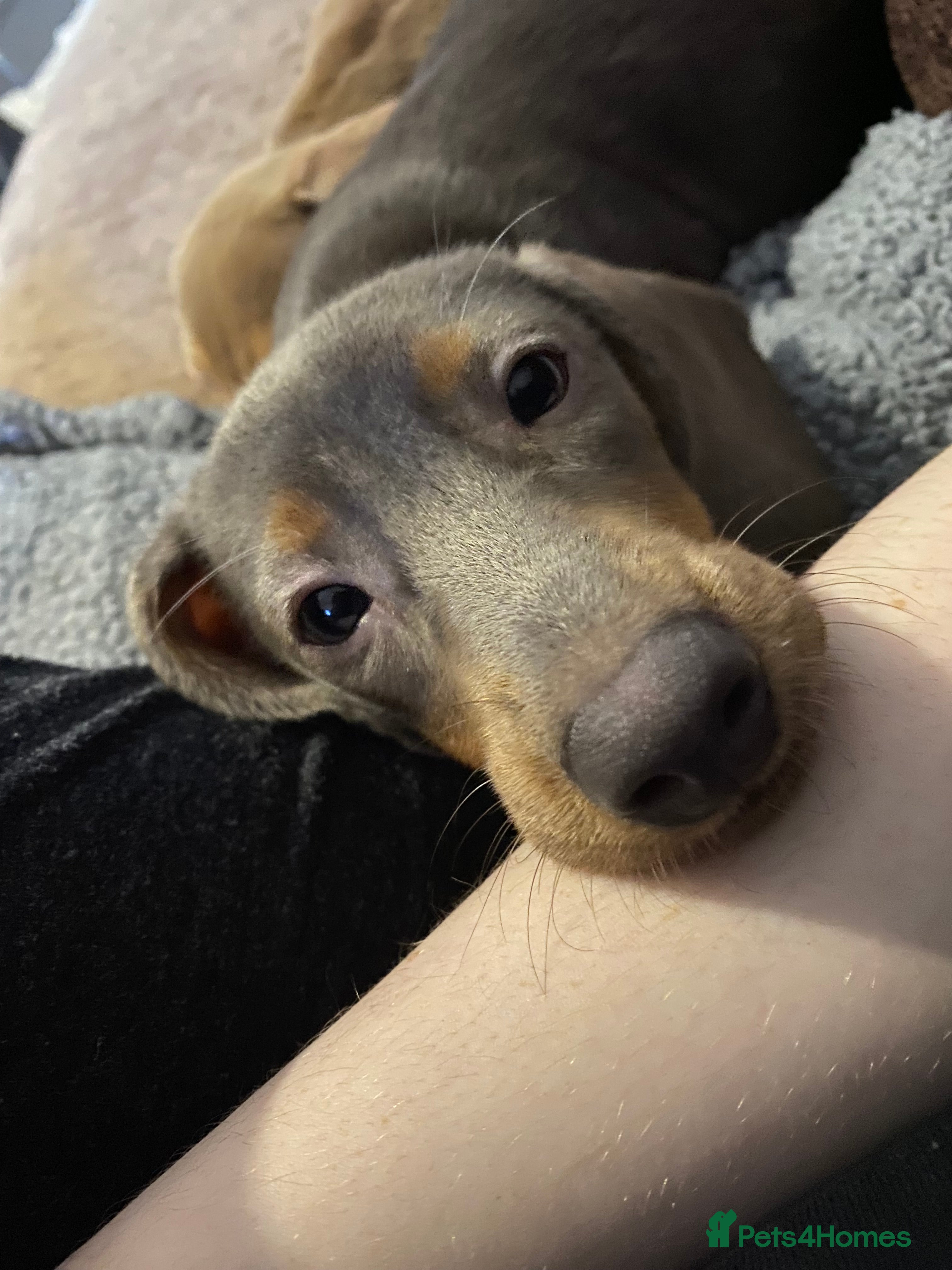 Miniature Dachshund dogs Female Miniature Dachshund  - Advert 1