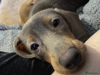 Miniature Dachshund dogs Female Miniature Dachshund - Advert 1