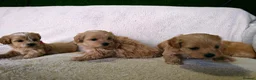 Maltipoo dogs for sale: Miniature Maltipoo Puppies - Advert 19
