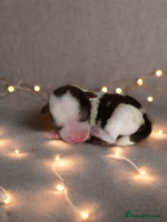 Yorkshire Terrier dogs Posh puppies😍😍 colorfull Yorkshire terrier🐶🐶🐶 - Advert 3