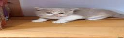 British Shorthair cats for sale: British Shorthair kittens - Advert 10