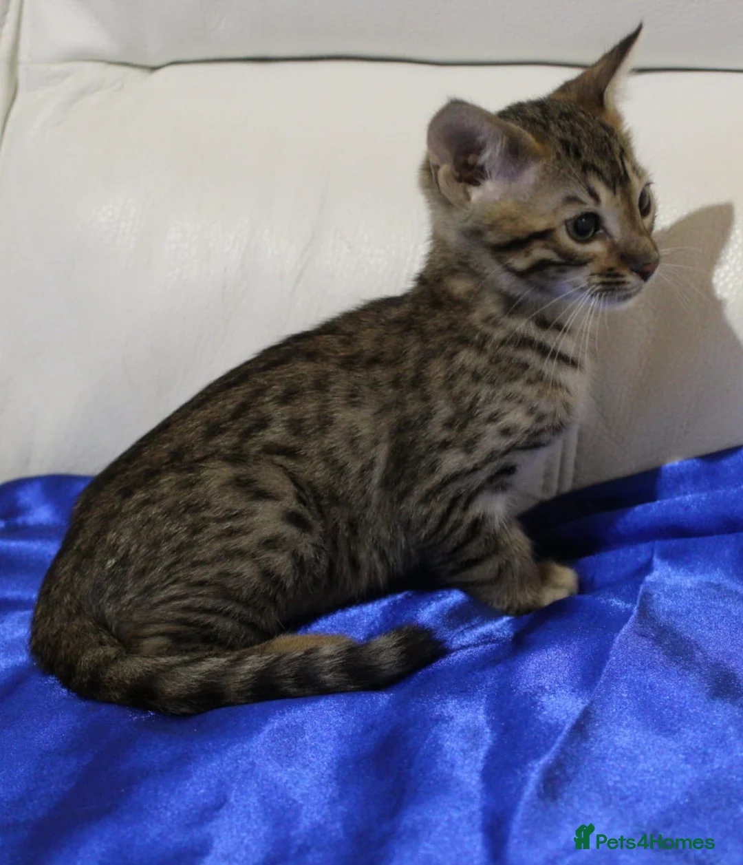 Savannah cats for sale: Highly spotted Savannah kittens  - Advert 15