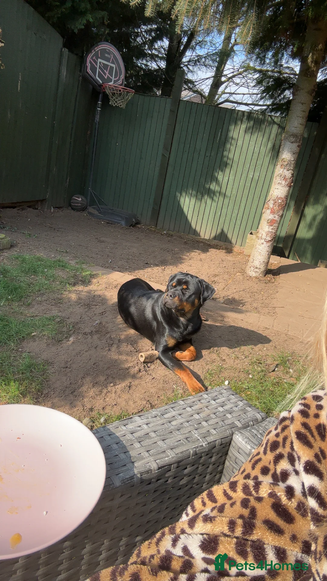 Rottweiler dogs for sale: Sad sale due to allergies - Advert 3