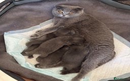 Scottish Fold cats for sale: Adorable Kittens - Image 6