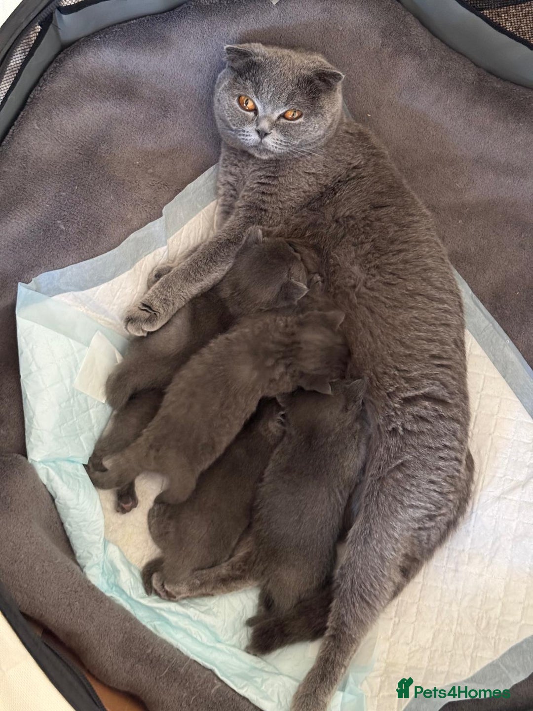 Scottish Fold cats for sale: Adorable Kittens - Image 6