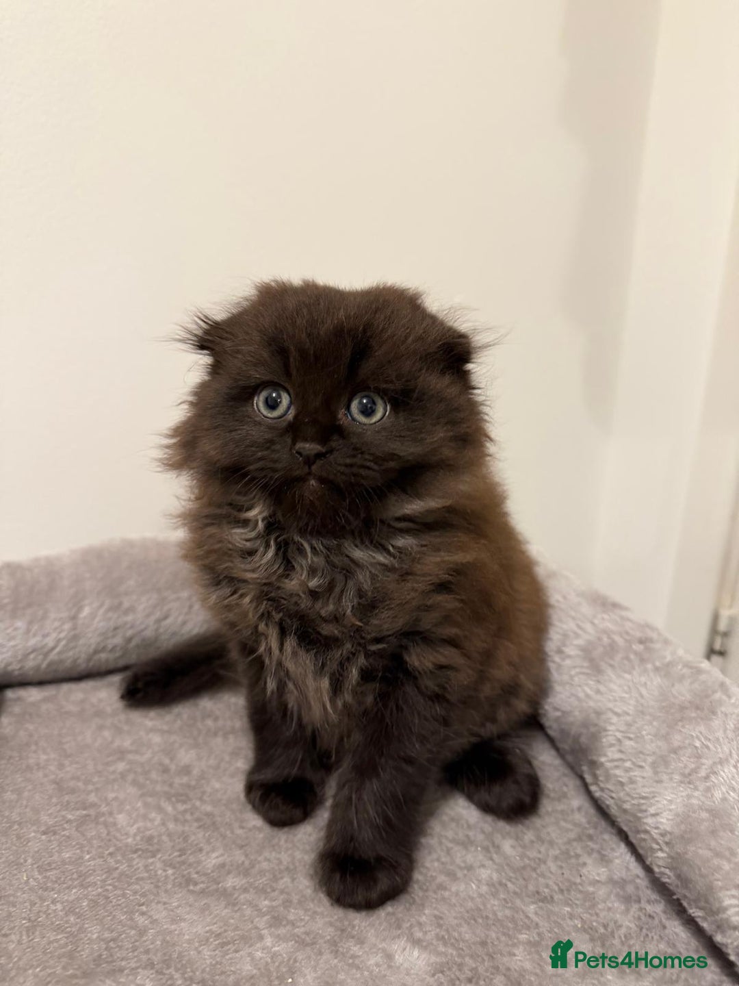 Scottish Fold cats for sale: Beautiful Scottish Fold/British Shorthair Kittens - Advert 29