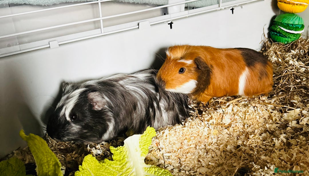 Guinea Pig rodents for sale: Two baby male guinea pigs and cage  - Advert 13