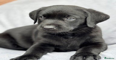 Labrador Retriever dogs - Advert 6