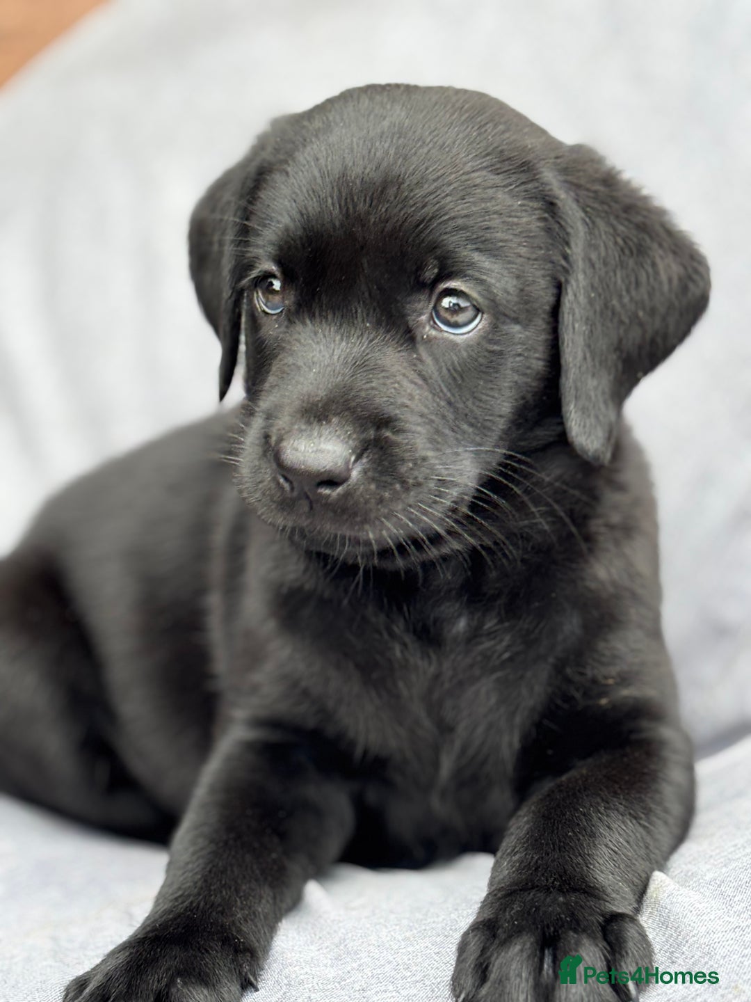 Labrador Retriever dogs for sale: Beautiful Pedigree Black Lab Puppies - Image 3