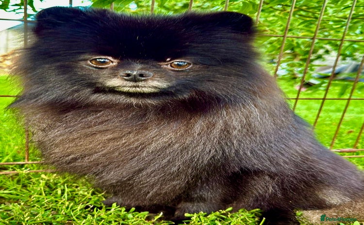 Pomeranian dogs - Advert 9