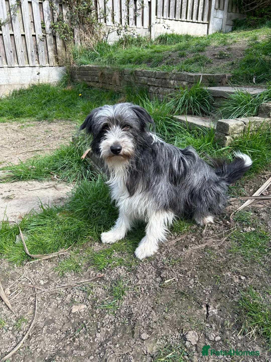 Mixed Breed dogs for sale: Bearded collie cross  - Advert 6