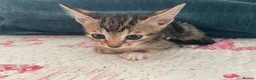 Siamese cats for sale: Siamese x Maine coon kittens - Advert 8
