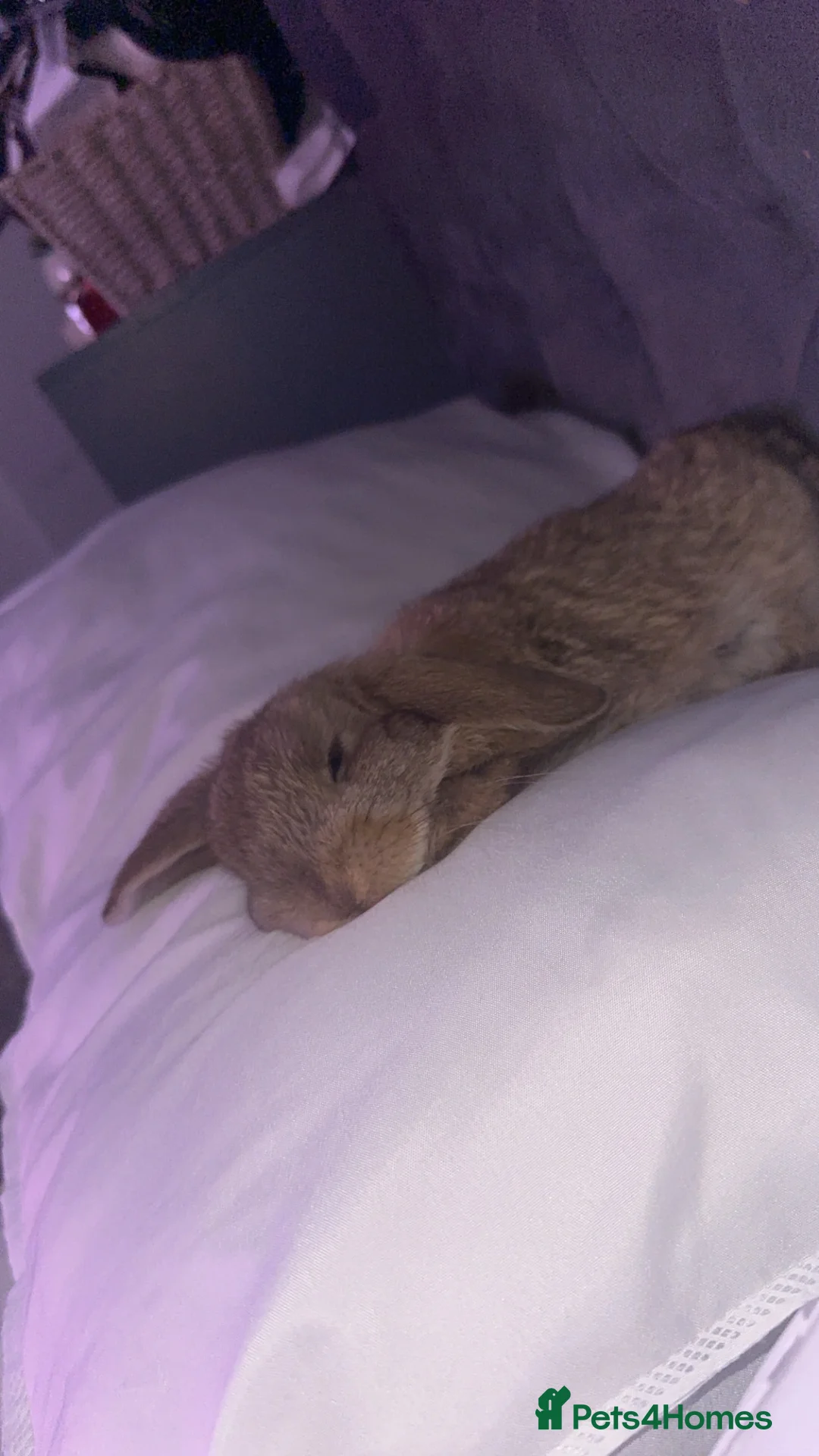 Mini Lop rabbits for sale: 10 week old mini lop male in Leeds - Advert 4