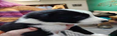Border Collie Puppy 4