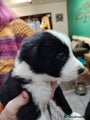 Border Collie Puppy 4