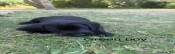 Cockerdor dogs for sale: 1 BEAUTIFUL COCKERDOR LEFT TO FIND FOREVER HOME - Advert 9
