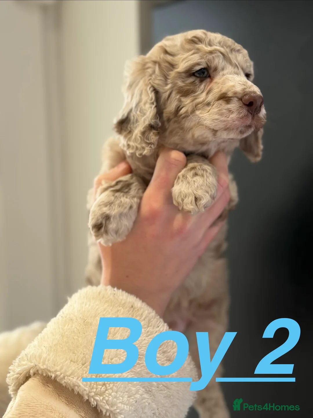 Cockapoo dogs for sale: 4 beautiful cockapoos puppies - Advert 1