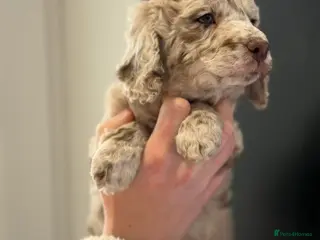 Cockapoo dogs 4 beautiful cockapoos puppies - Advert 6
