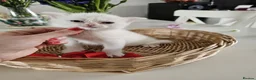 British Shorthair cats for sale: 🐾 🥰 British Shorthair Kittens 🥰🐾 - Advert 11