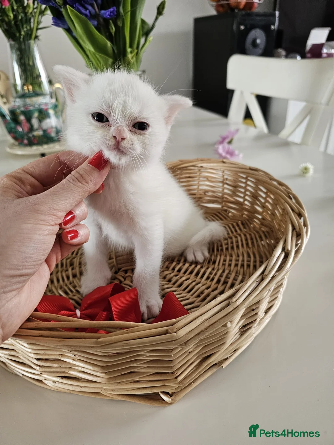 British Shorthair cats for sale: 🐾 🥰 British Shorthair Kittens 🥰🐾 - Advert 22
