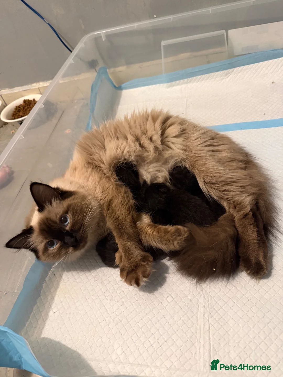 Mixed Breed cats for sale: ✨ Ragdoll x British Shorthair Kitten ✨ - Advert 2