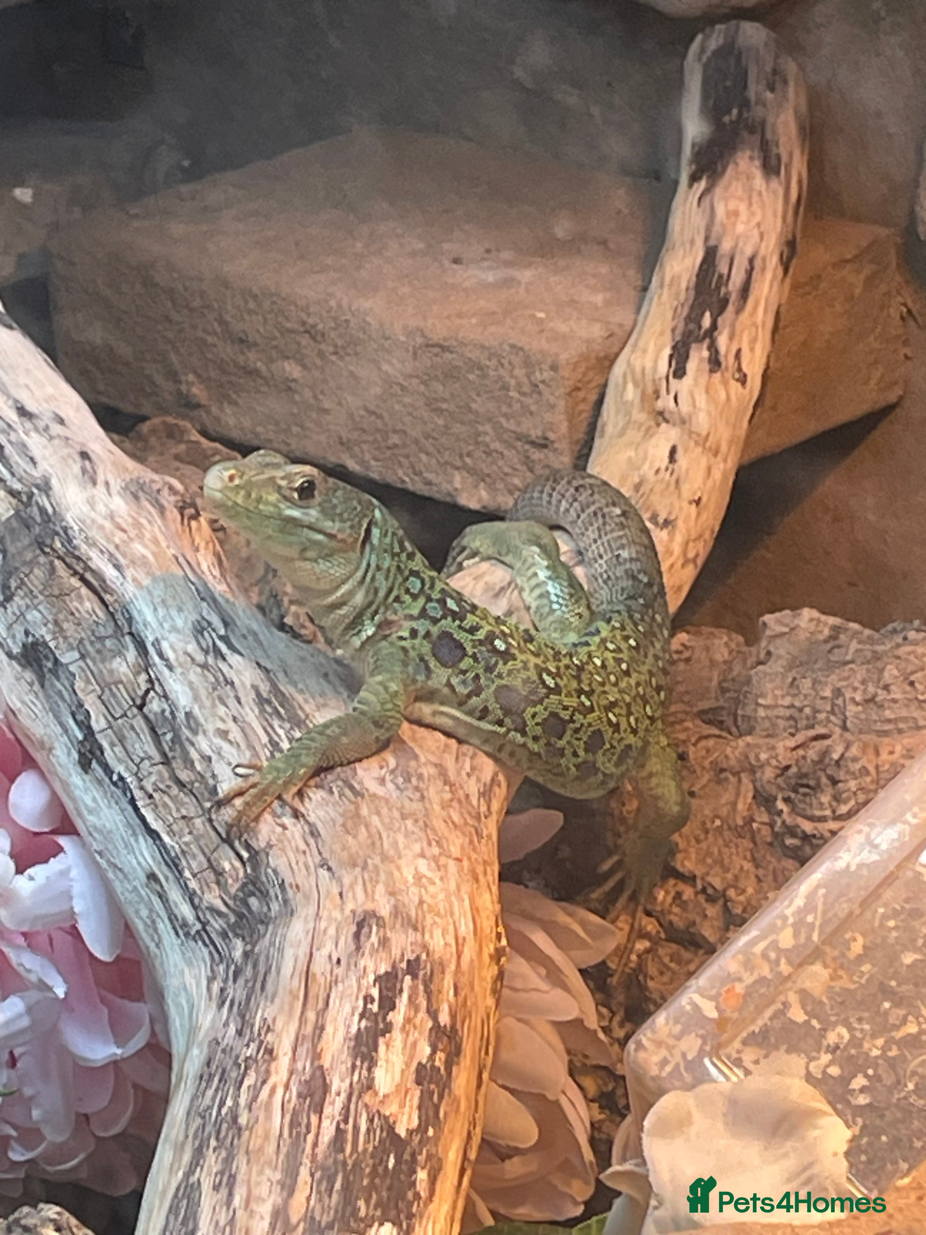 Lizard reptiles Jewelled Lizard (Male)  in Stirling - Advert 1