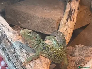 Lizard reptiles Jewelled Lizard (Male) in Stirling - Advert 1