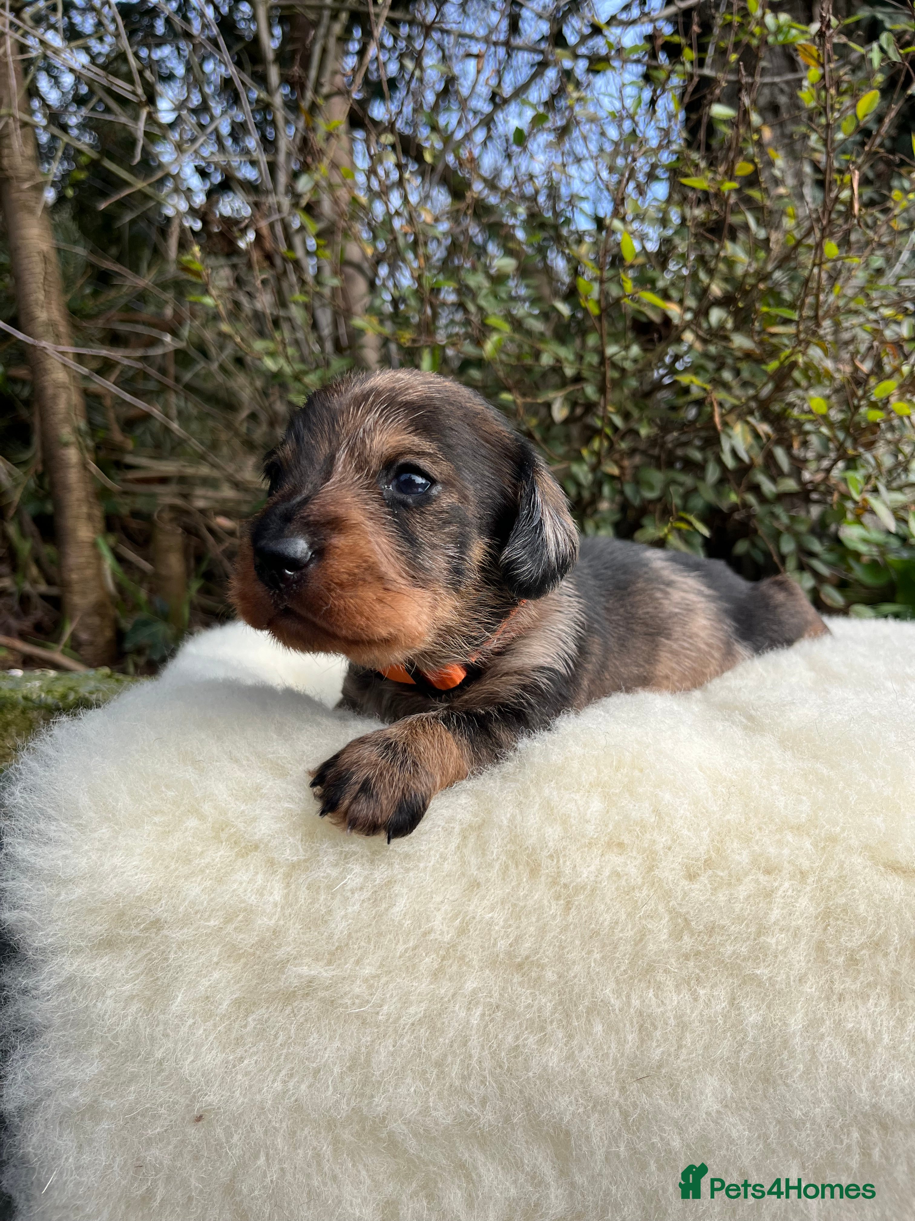 Dachshund dogs KC OUTSTANDING WIRE HAIRED DACHSHUND  - Advert 1