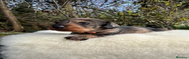 Dachshund Puppy 1