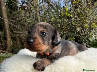 Dachshund dogs KC OUTSTANDING WIRE HAIRED DACHSHUND - Advert 1