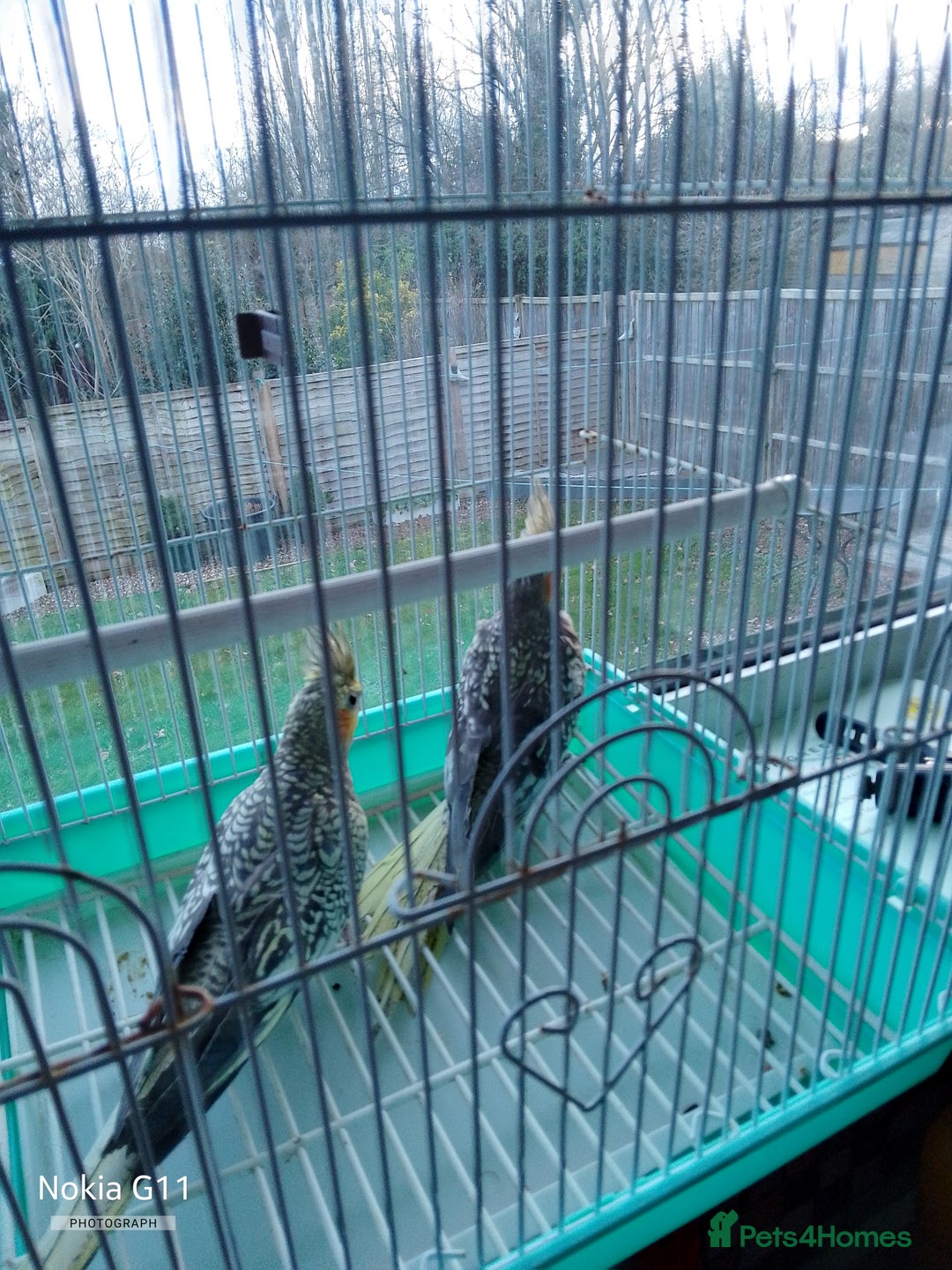 Cockatiels birds for sale: cocktails  - Advert 3