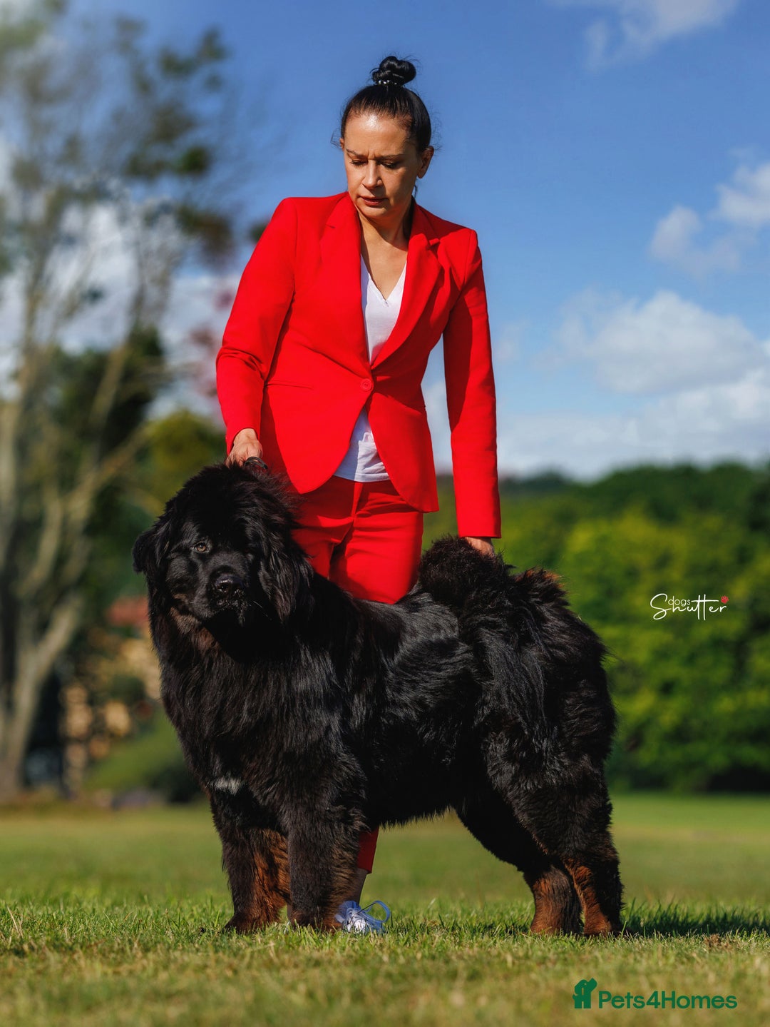 Tibetan Mastiff dogs for sale: Tibetan Mastiff - Advert 11