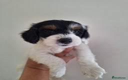 Mixed Breed dogs for sale: Jackapoo x cockerspaniel  - Image 6