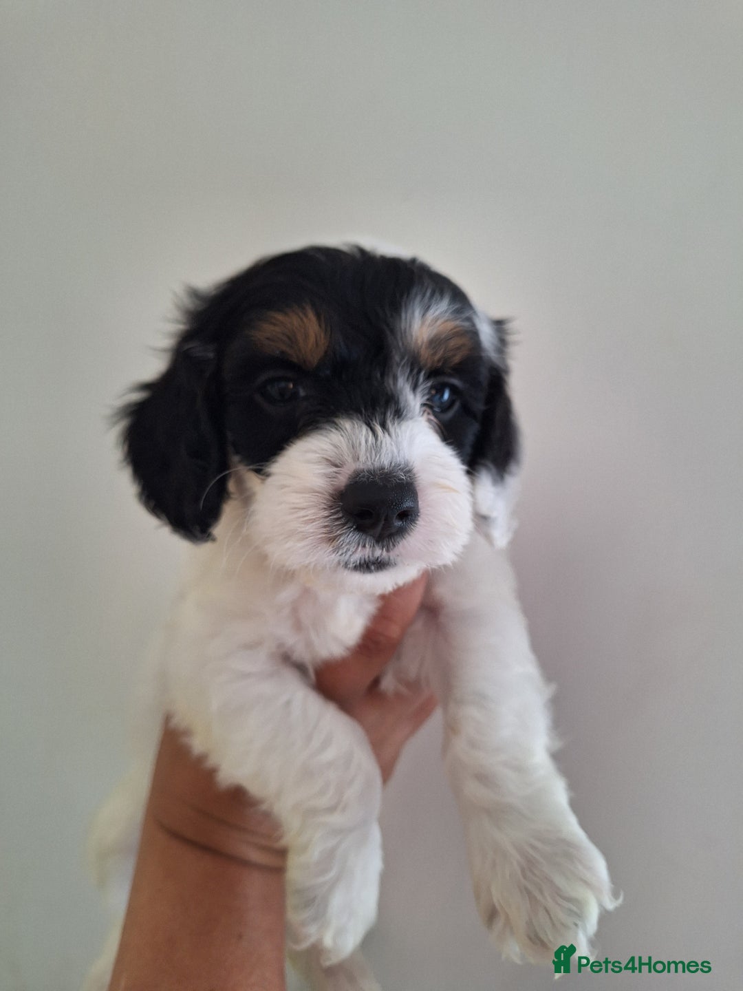 Mixed Breed dogs for sale: Jackapoo x cockerspaniel  - Image 6